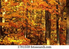 closeup, de, árvores outono