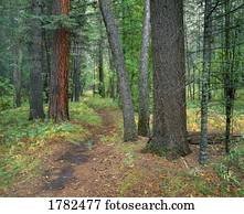 enrolamento, floresta, rastro