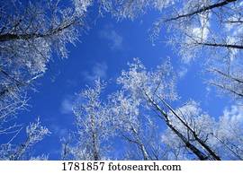 Frosty tree tops