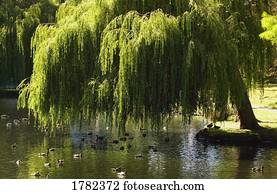 pássaros, em, um, lagoa