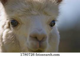 retrato, de, um, wooly, lhama