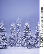 Snow covered Douglas fir trees