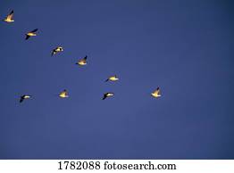 Snow geese flying in a v formation