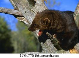 A Fisher, a weasel-type animal, in tree, mouth open.