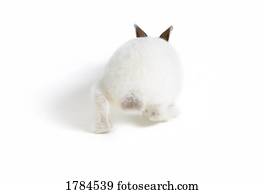 bunny easter, coelho