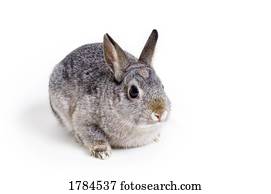 bunny easter, coelho