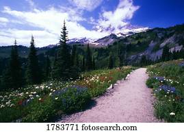 caminho pedregulho, através, florescer, wildflowers, paraisos, parque, vale, mt parque nacional chuvoso