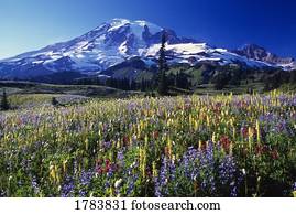 campo, de, florescer, wildflowers, em, paraisos, parque, vale, vista, de, monte chuvoso, monte parque nacional chuvoso