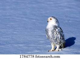 coruja nevada, ligado, chão