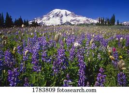 flores roxas, florescer, embaixo, monte chuvoso, paraisos, parque, vale