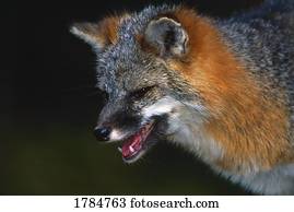 Gray fox with open mouth