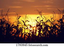 milho, silhuetas, pôr do sol