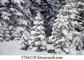 neve, atado, sempre-verdes