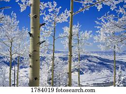 neve, ligado, aspen, árvores