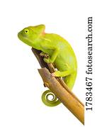 Pet Veiled Chameleon Pet Veiled Chameleon