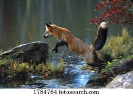 raposa vermelha, pular