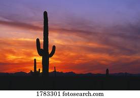 Saguaro cactus at sunset, Picacho Peak State Park