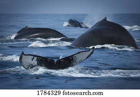 School of humpback whales