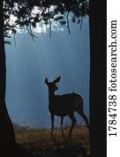 silueta, de, veado