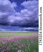 stürmisch, wolkenlandschaft, nähern, feld, von, sternschnuppe, wildflowers