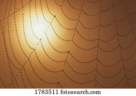 teia aranha, com, gotas orvalho