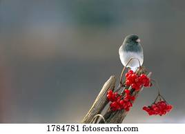 Junco, pássaro, com, red-colored, bagas