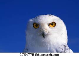 Snowy owl, looking at camera, stern expression.