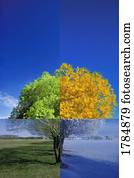 Tree in the four seasons
