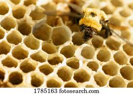 um, abelha, ligado, um, favo mel