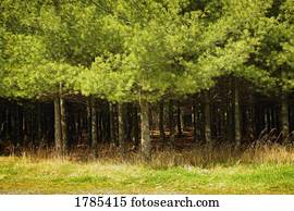 um, grupo, de, árvores