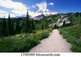 A path in Mount Rainier National Park