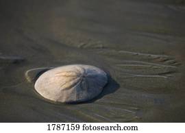 A sand dollar seashell on the beach