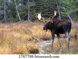 alce macho, em, fluxo