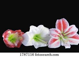amaryllis, flores