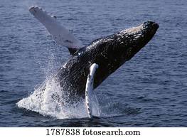 baleia humpback, breaching