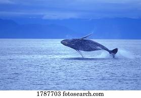 baleia humpback, rompimento