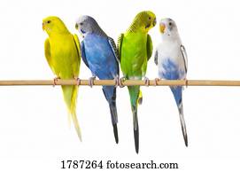 budgie, pássaros, ligado, um, poleiro