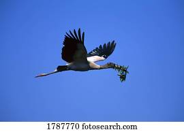 cegonha madeira, (Mycteria, americana), vôo, com, foliage, em, bico