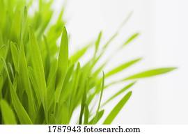Green grass against white background