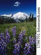 Lupines  Mount Rainier National Park