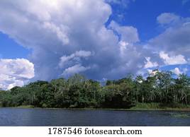 nuvens, sobre, floresta tropical chuva