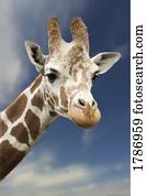 Portrait of a single Giraffe