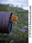 raposa vermelha, olhar, de, culvert, cano