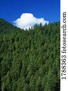 sempre-viva, floresta