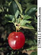 Shiny red apple hanging from tree