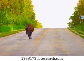 Single Bison on Road