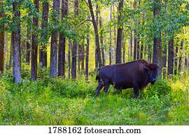 Single Bison
