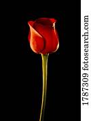 Single Red Rose