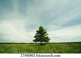 Single tree
