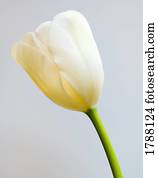 Single white tulip